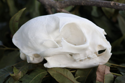 Geriatric Bobcat Skull