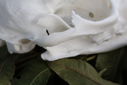 Geriatric Bobcat Skull