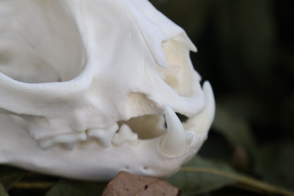 Geriatric Bobcat Skull