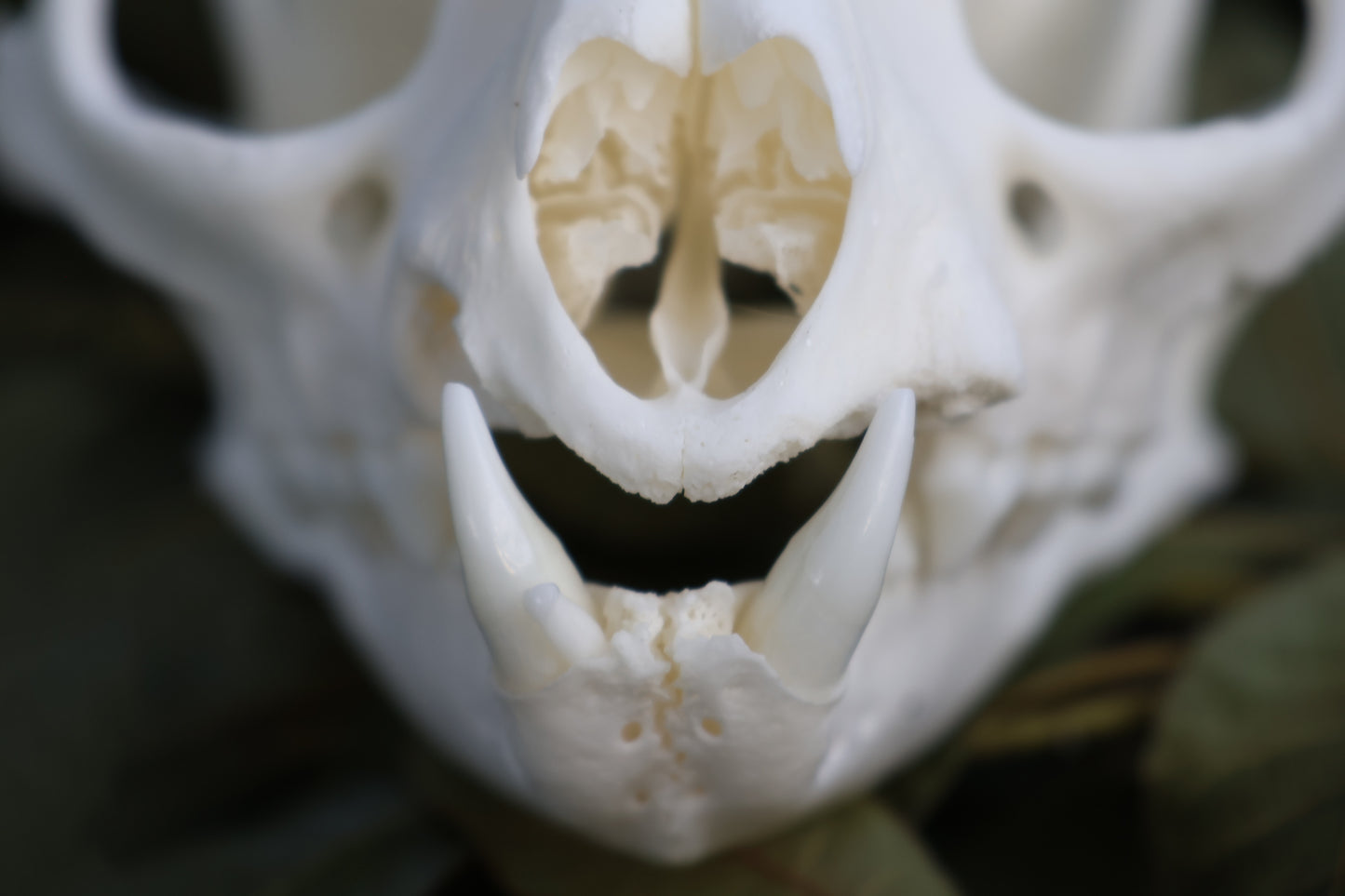 Geriatric Bobcat Skull