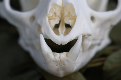 Geriatric Bobcat Skull
