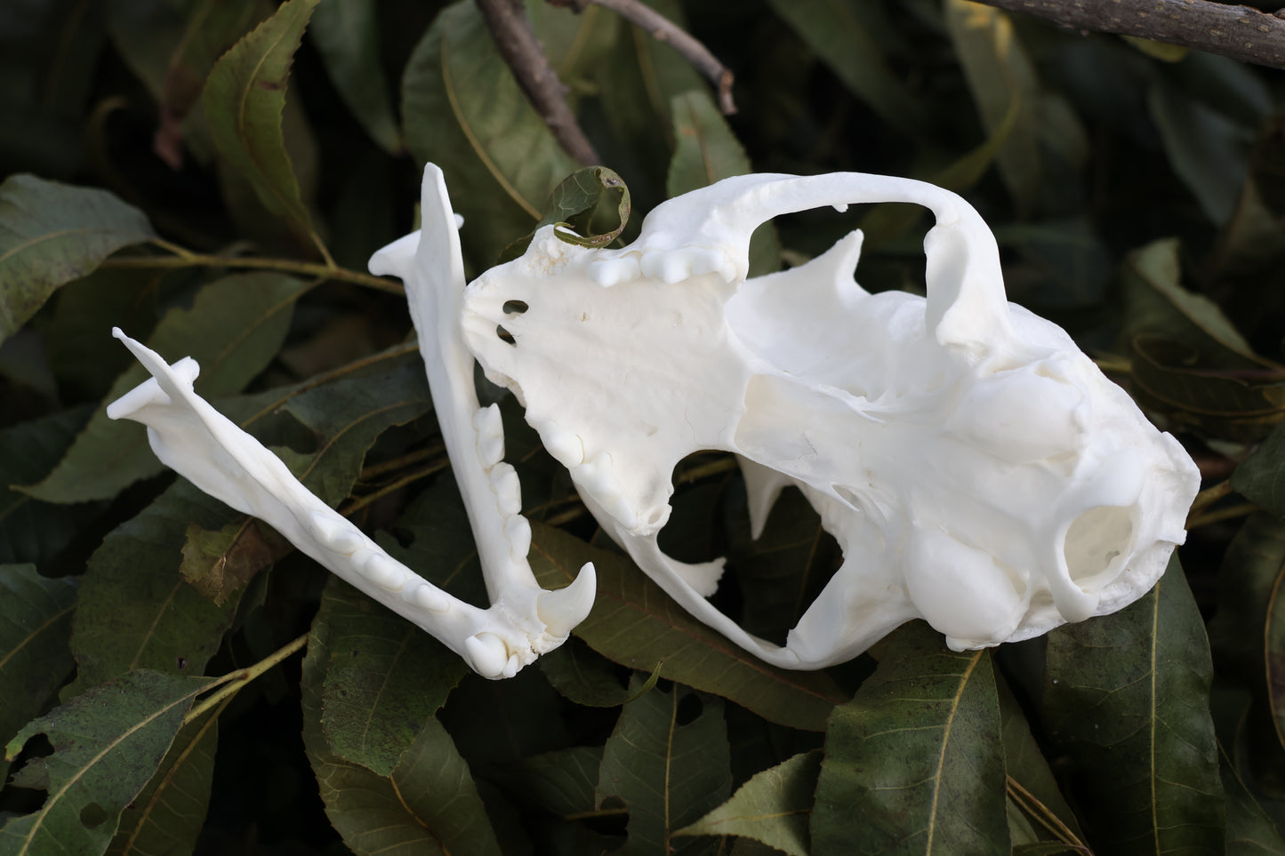 Geriatric Bobcat Skull