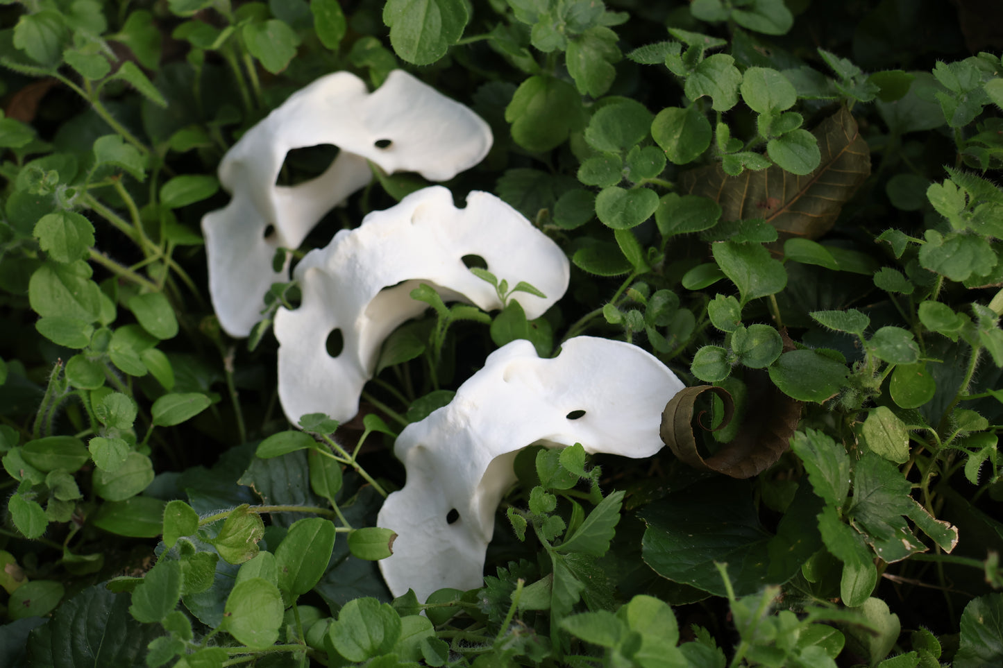 Coyote Atlas Vertebrae Lot