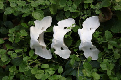 Coyote Atlas Vertebrae Lot