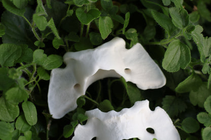 Coyote Atlas Vertebrae Lot