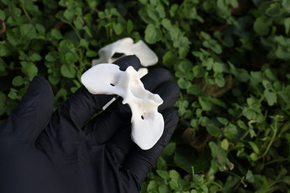 Coyote Atlas Vertebrae Lot