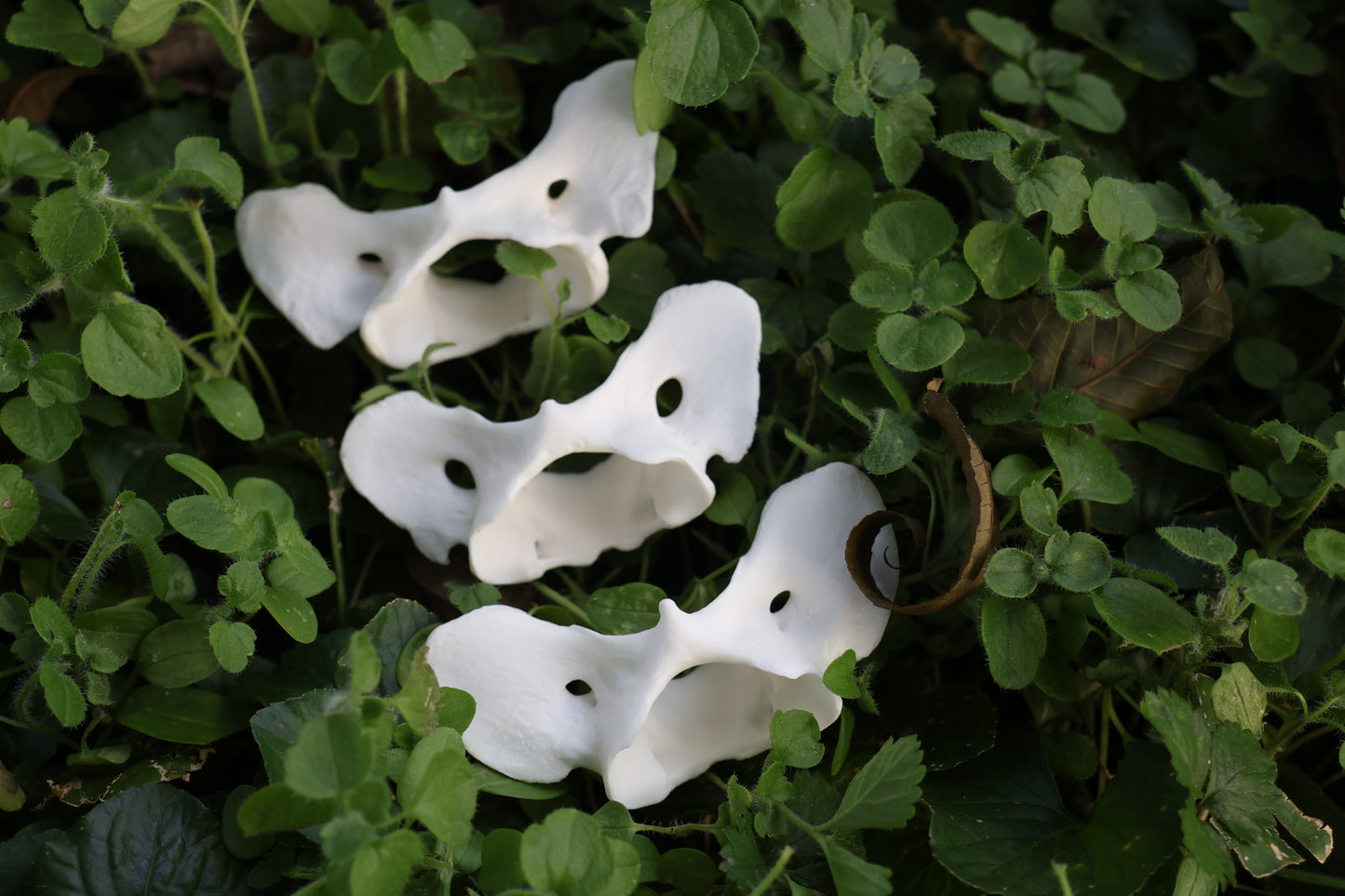 Coyote Atlas Vertebrae Lot