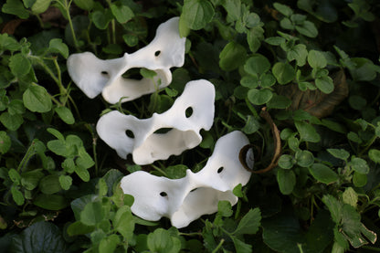 Coyote Atlas Vertebrae Lot