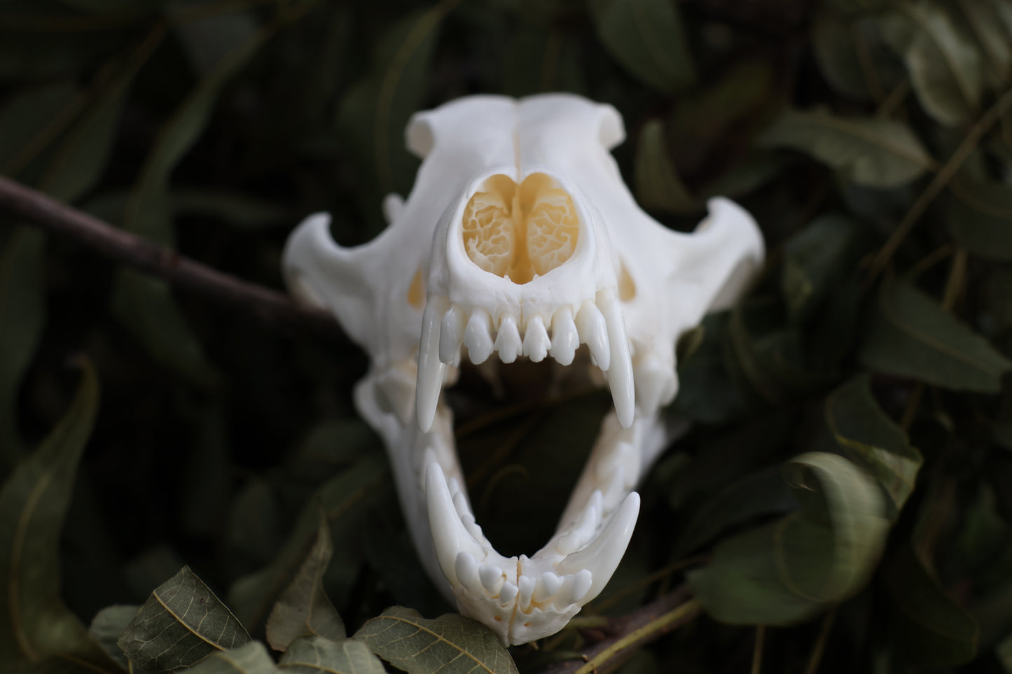 Coyote Skull