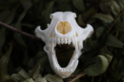 Coyote Skull