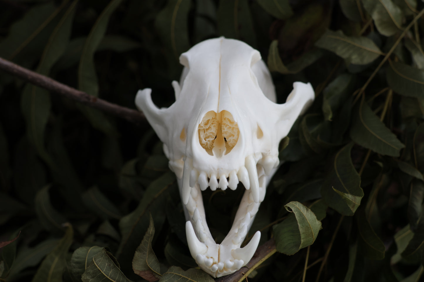 Coyote Skull