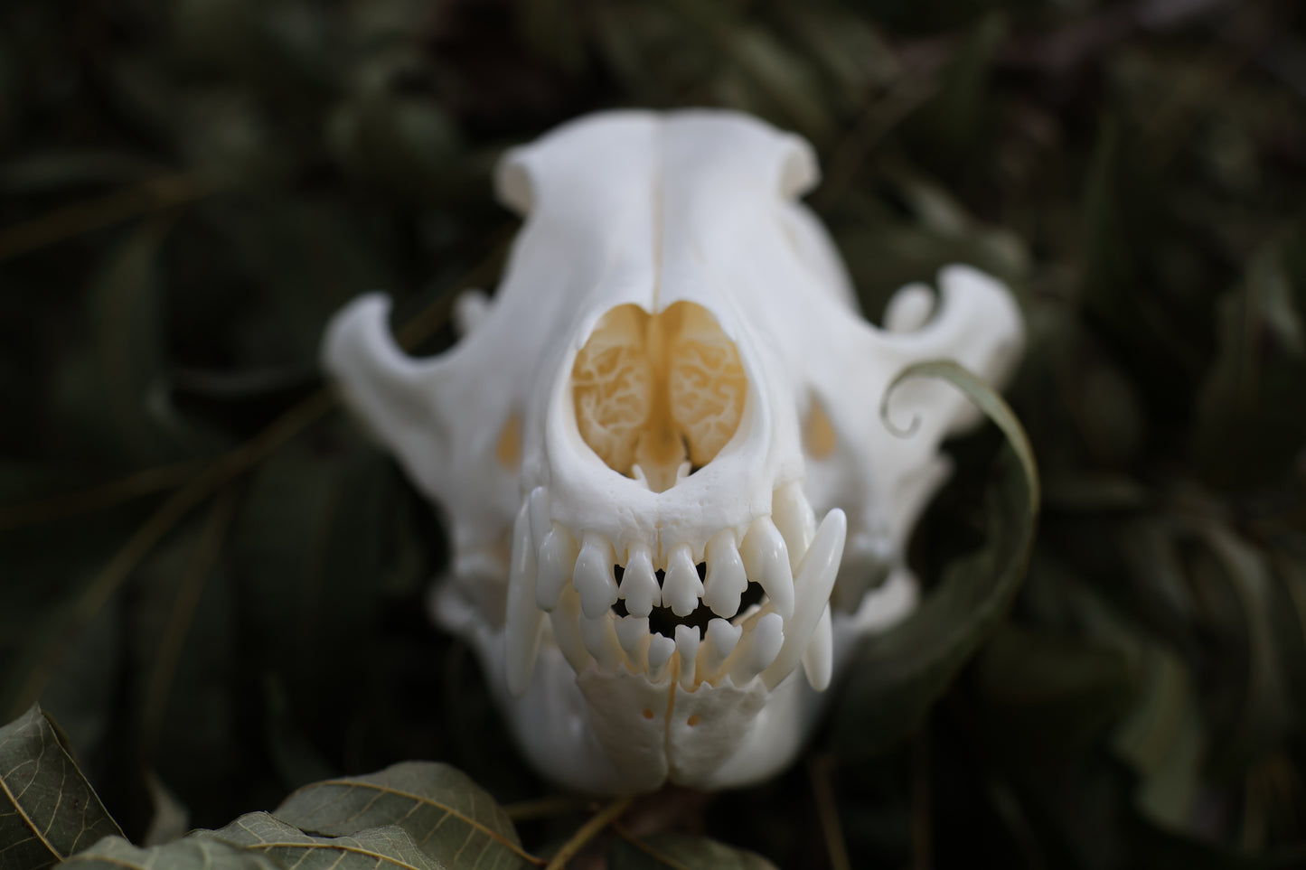 Coyote Skull