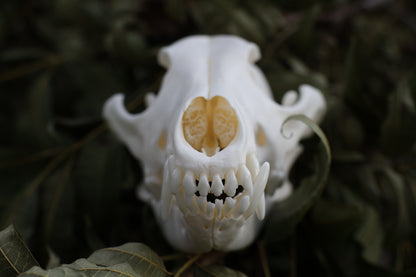 Coyote Skull