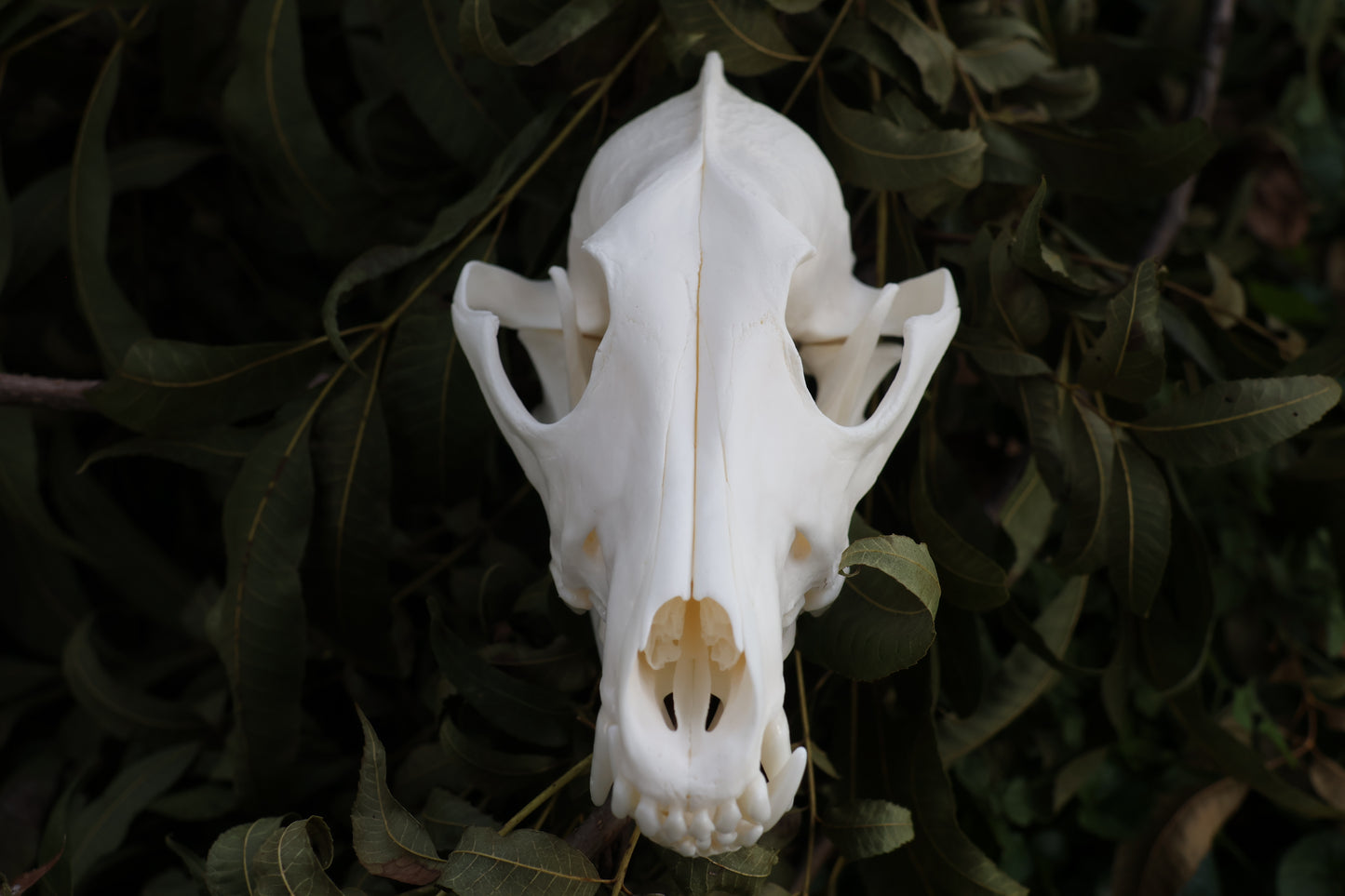 Coyote Skull