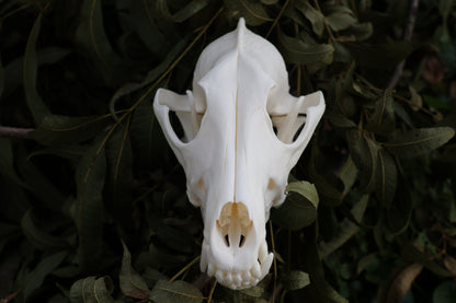 Coyote Skull