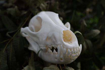 Coyote Skull