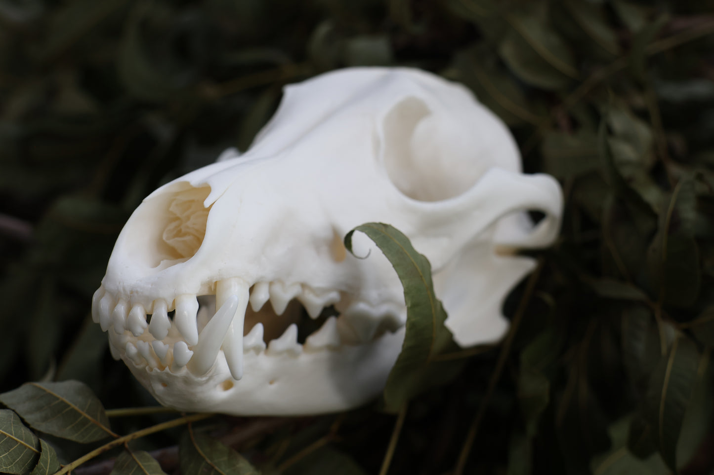 Coyote Skull