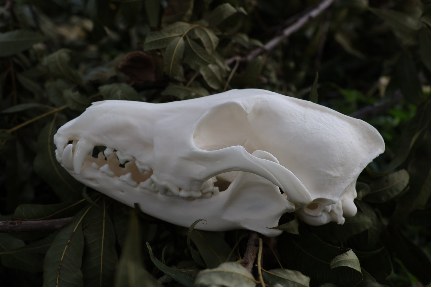 Coyote Skull