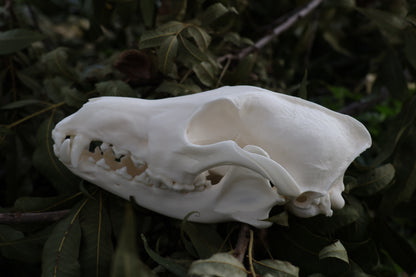 Coyote Skull