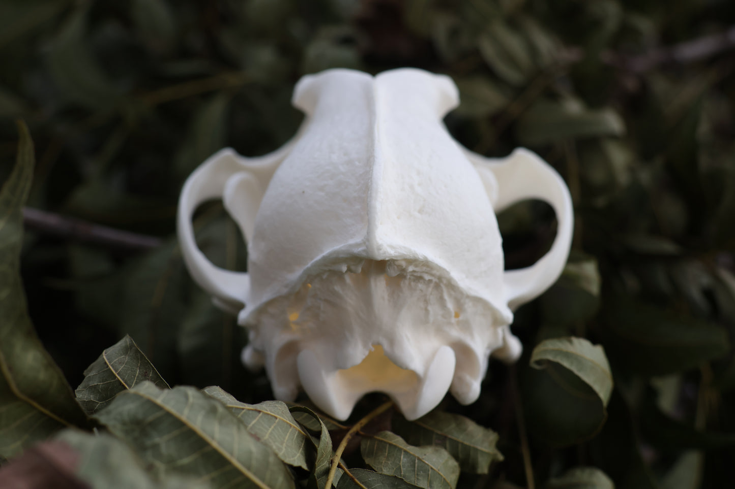Coyote Skull