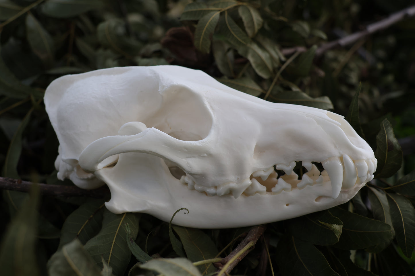 Coyote Skull