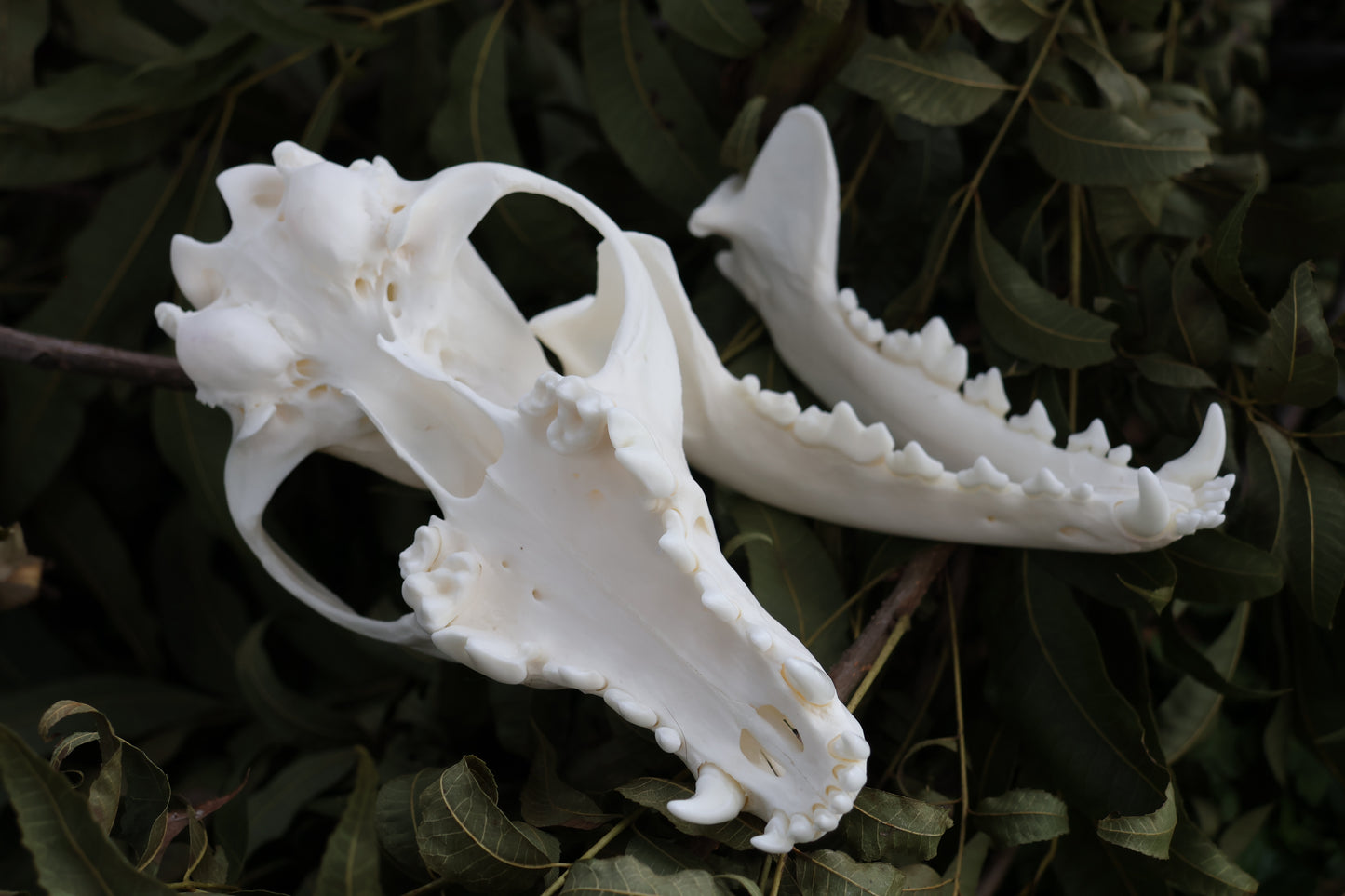 Coyote Skull