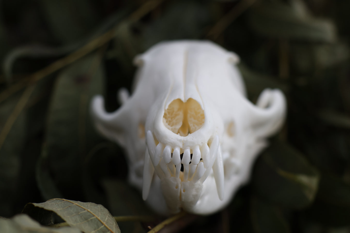 Red Fox Skull