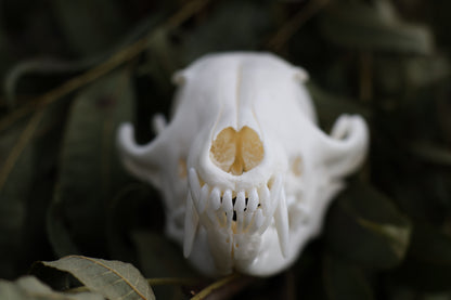 Red Fox Skull