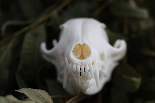 Red Fox Skull
