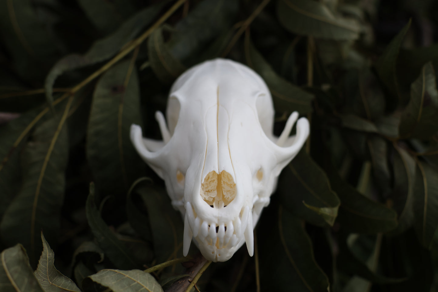 Red Fox Skull