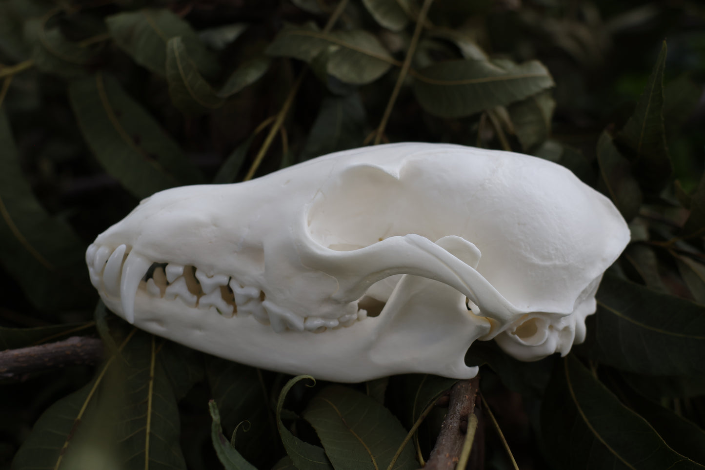 Red Fox Skull