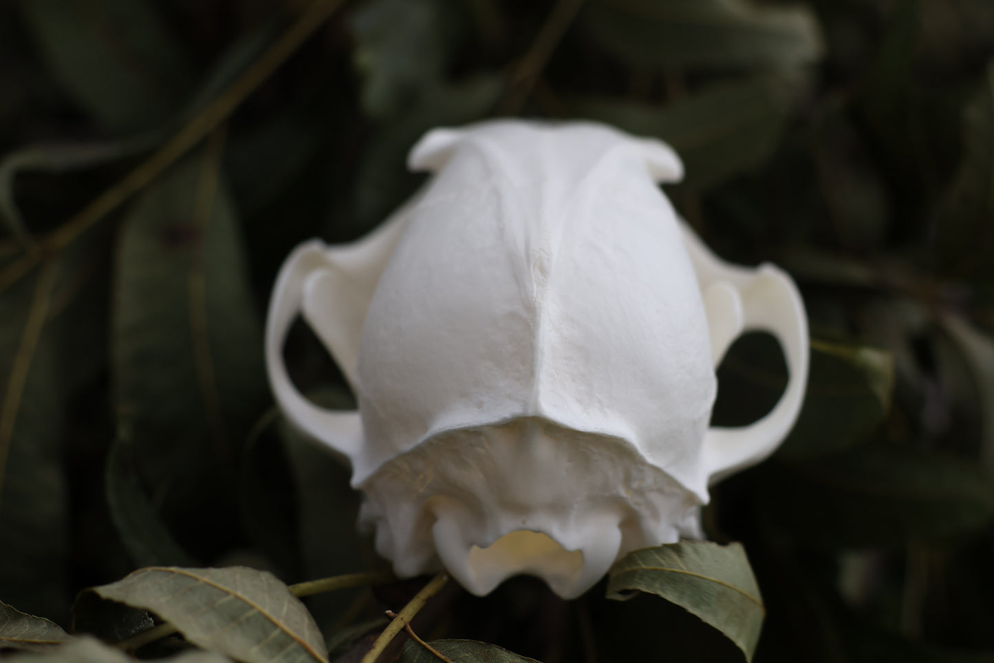 Red Fox Skull