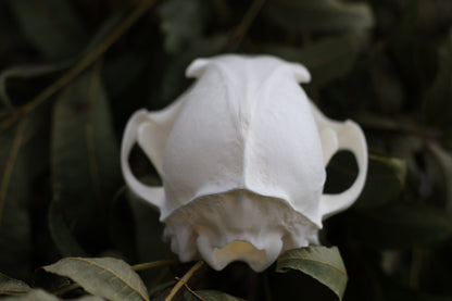 Red Fox Skull