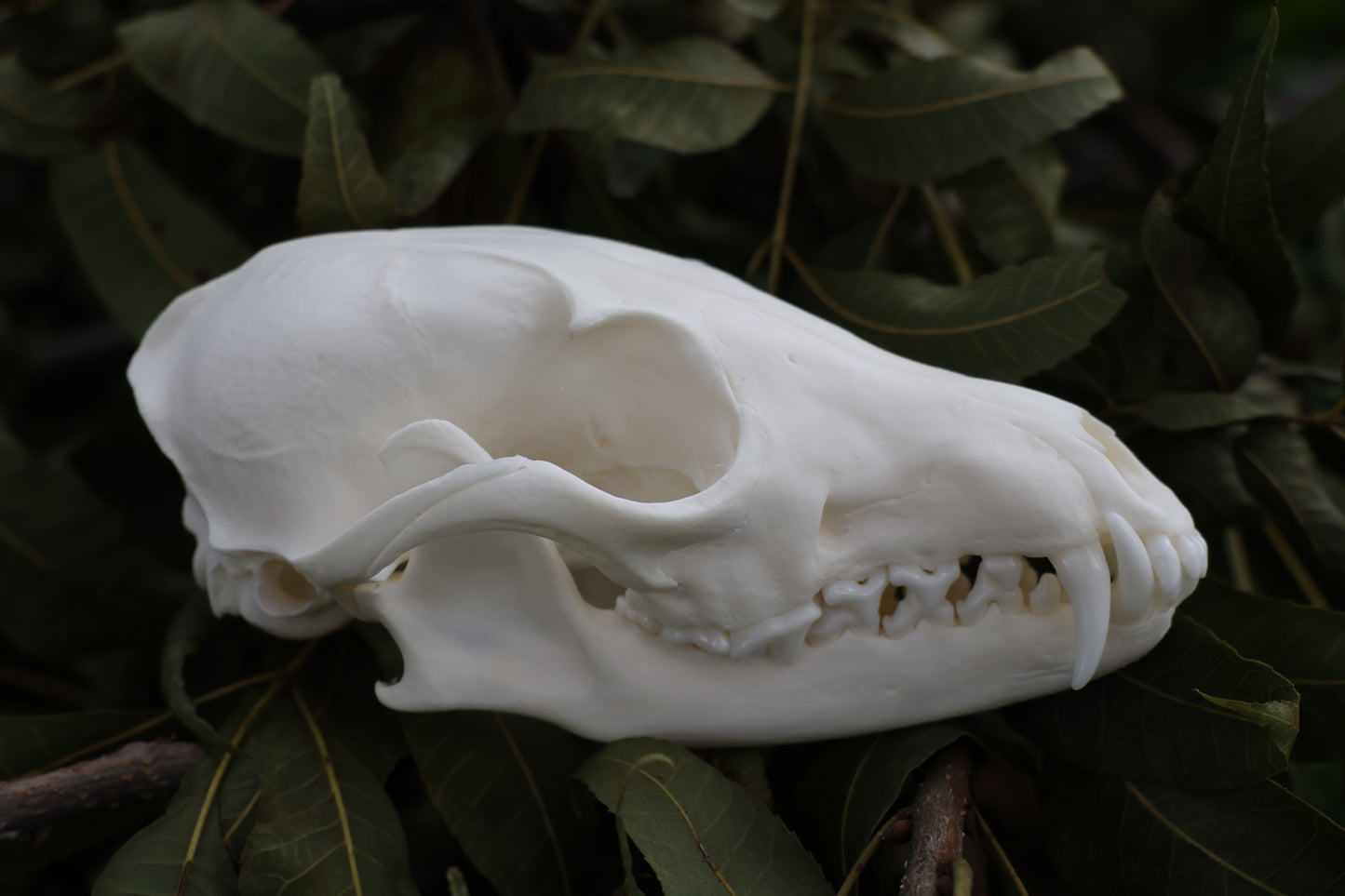 Red Fox Skull