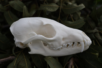 Red Fox Skull