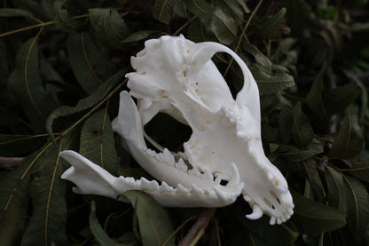 Red Fox Skull