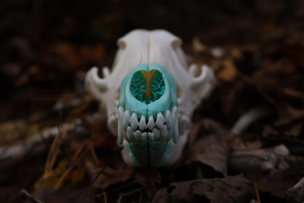 Blue Copper Coyote Skull