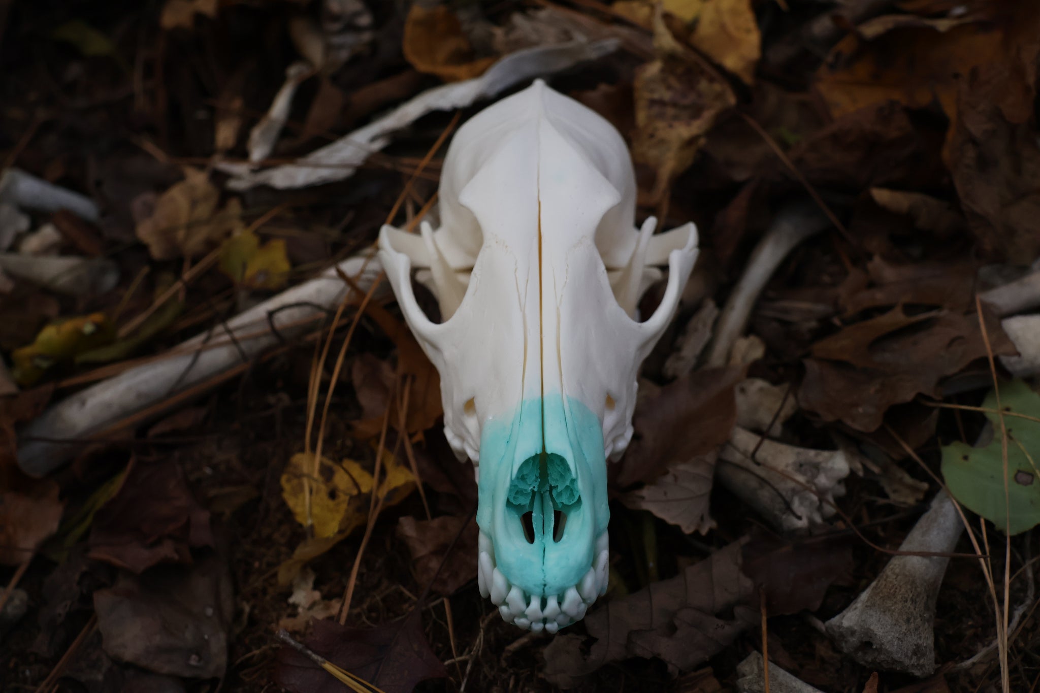 Blue Copper Coyote Skull