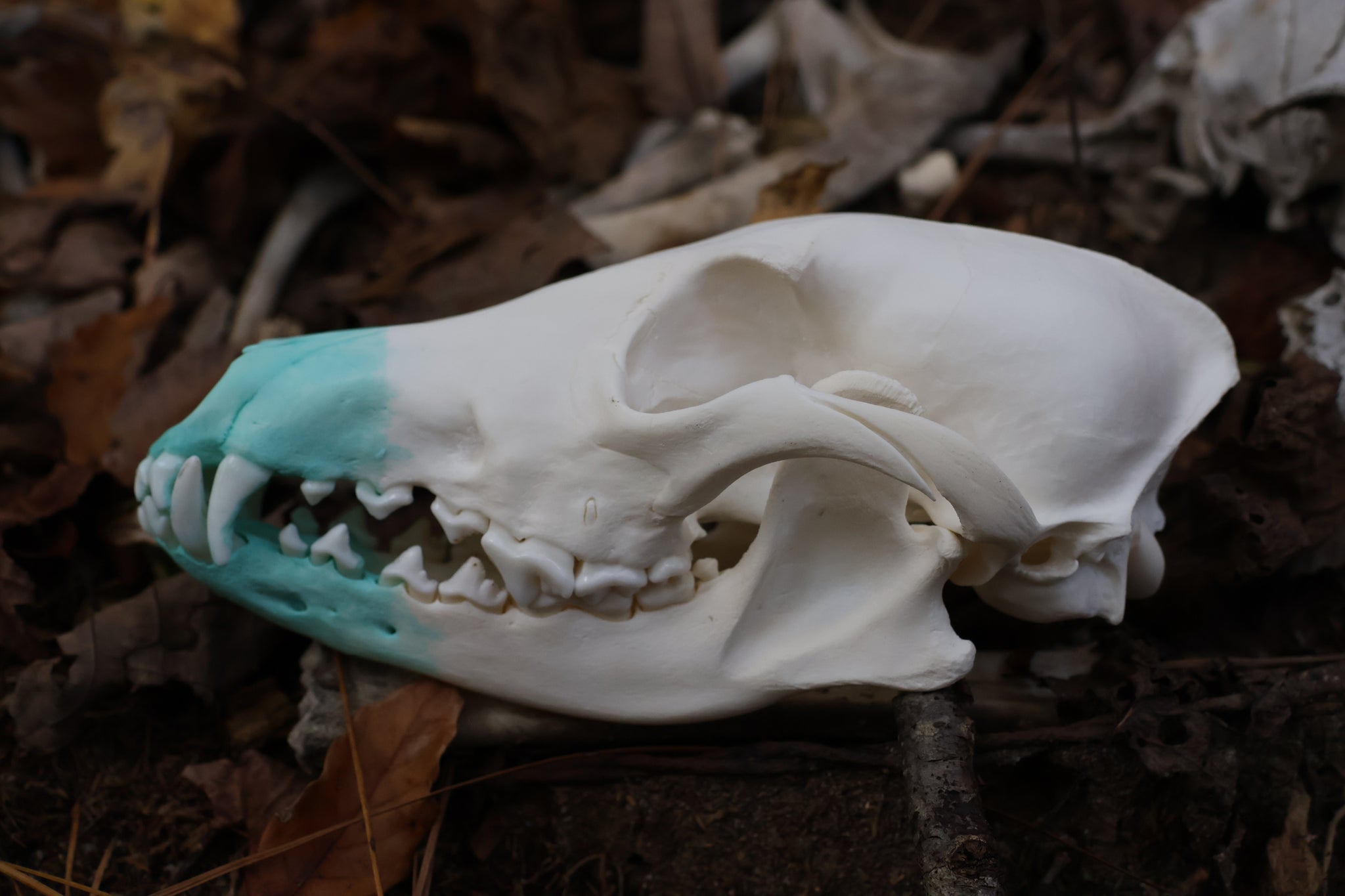 Blue Copper Coyote Skull