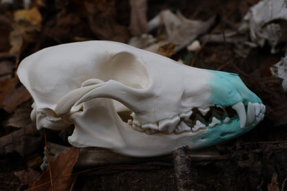 Blue Copper Coyote Skull