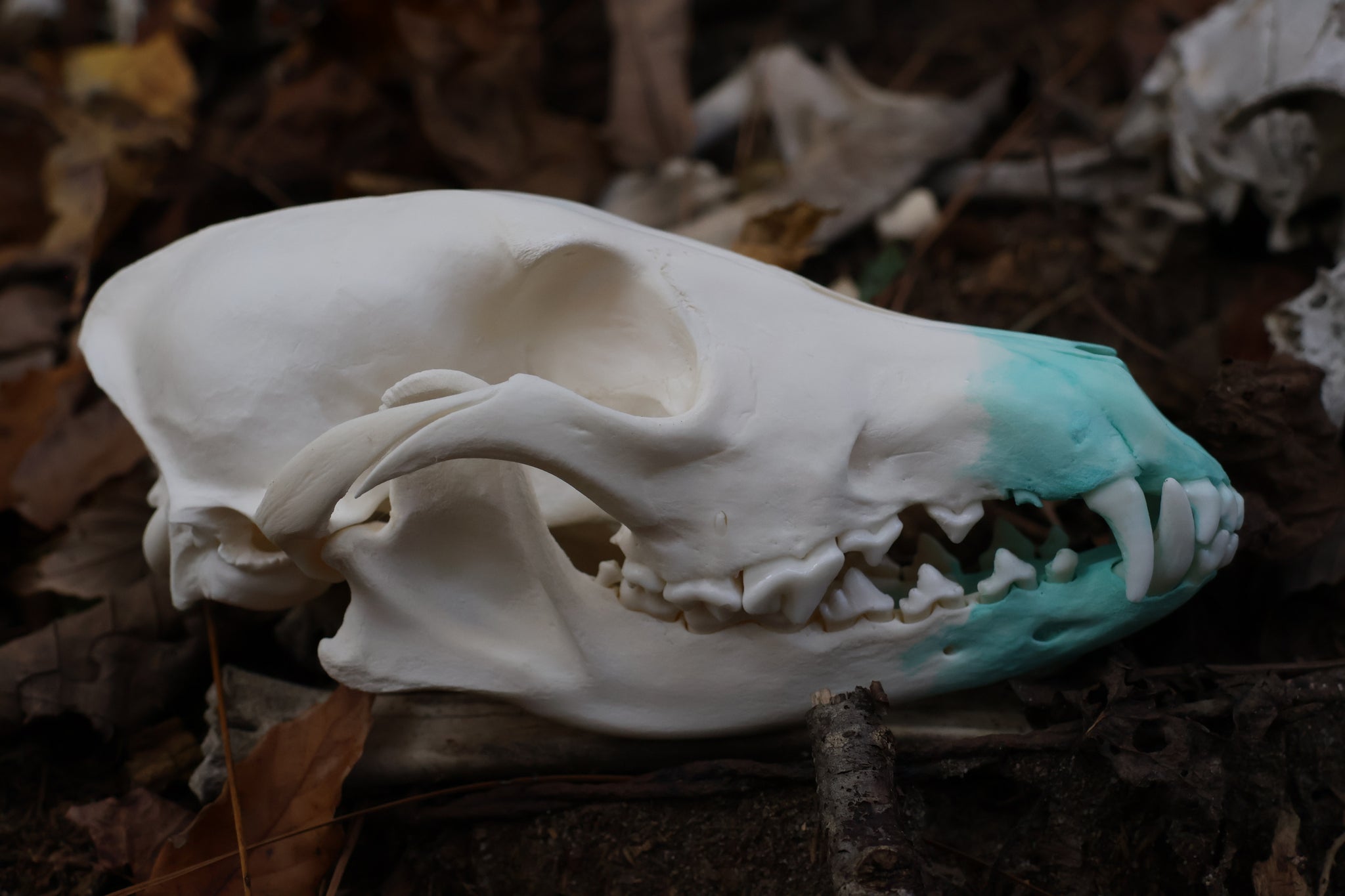 Blue Copper Coyote Skull