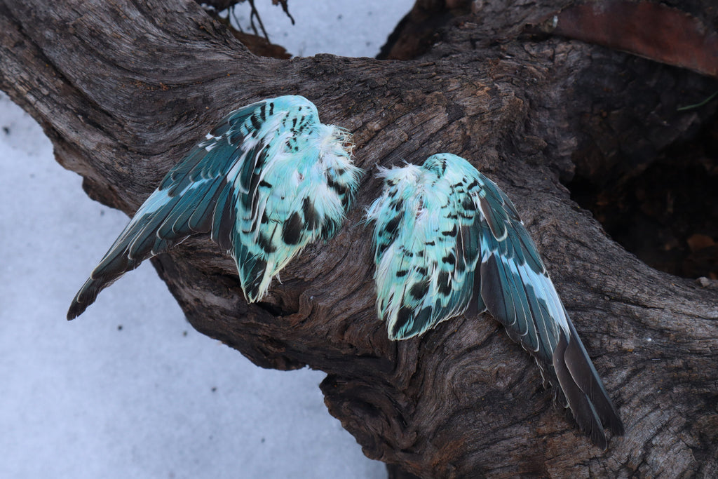 Reserved for Shannon - 4 Pairs of Dry Preserved Parakeet Wings