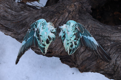 Reserved for Shannon - 4 Pairs of Dry Preserved Parakeet Wings