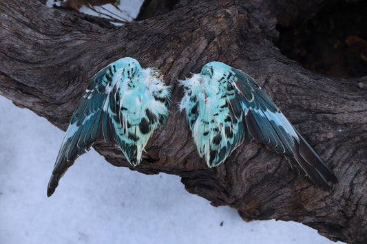 Reserved for Shannon - 4 Pairs of Dry Preserved Parakeet Wings