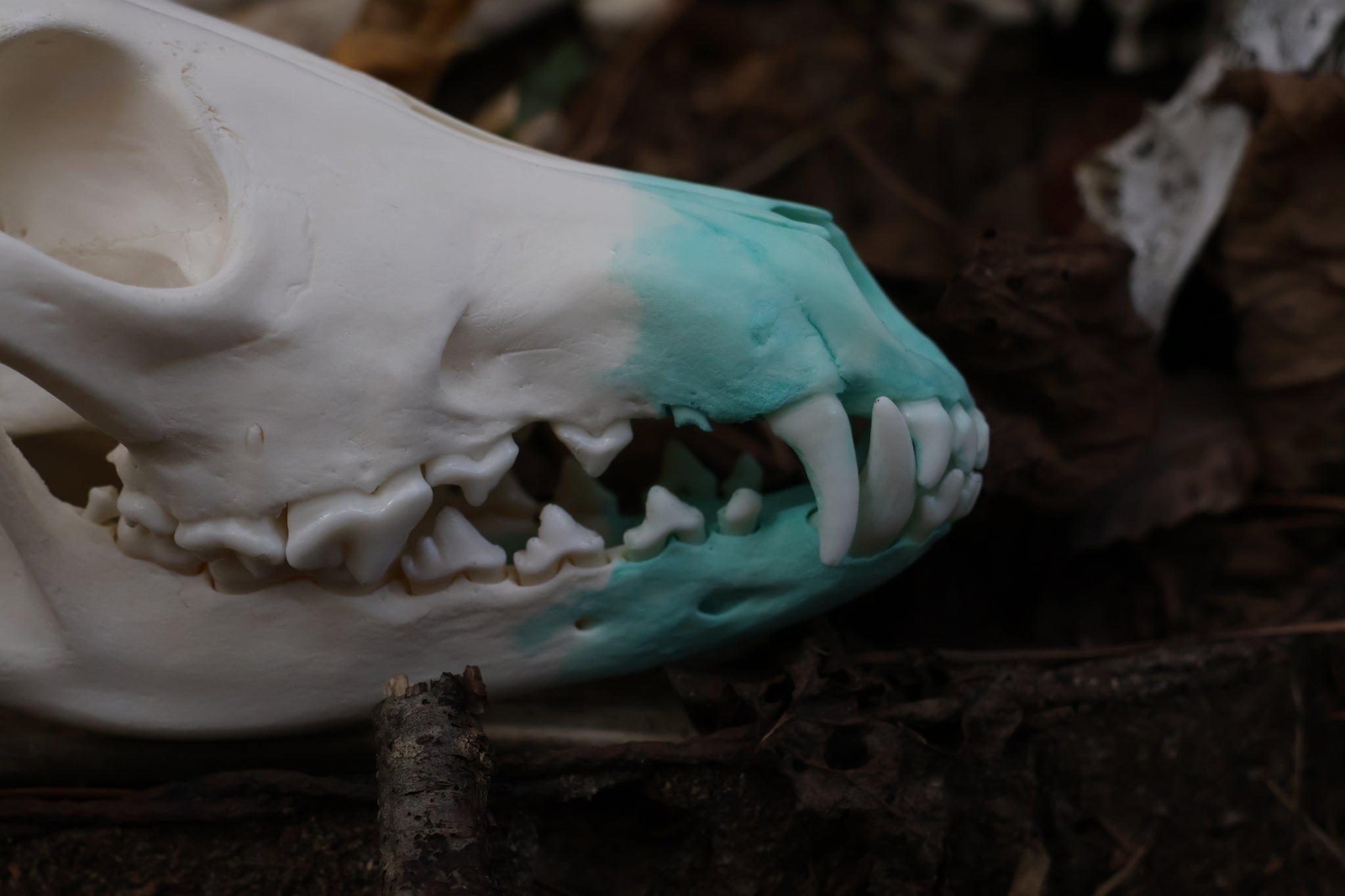Blue Copper Coyote Skull