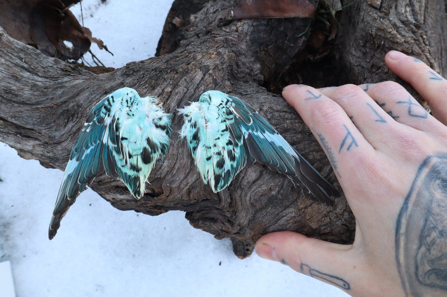 Reserved for Shannon - 4 Pairs of Dry Preserved Parakeet Wings