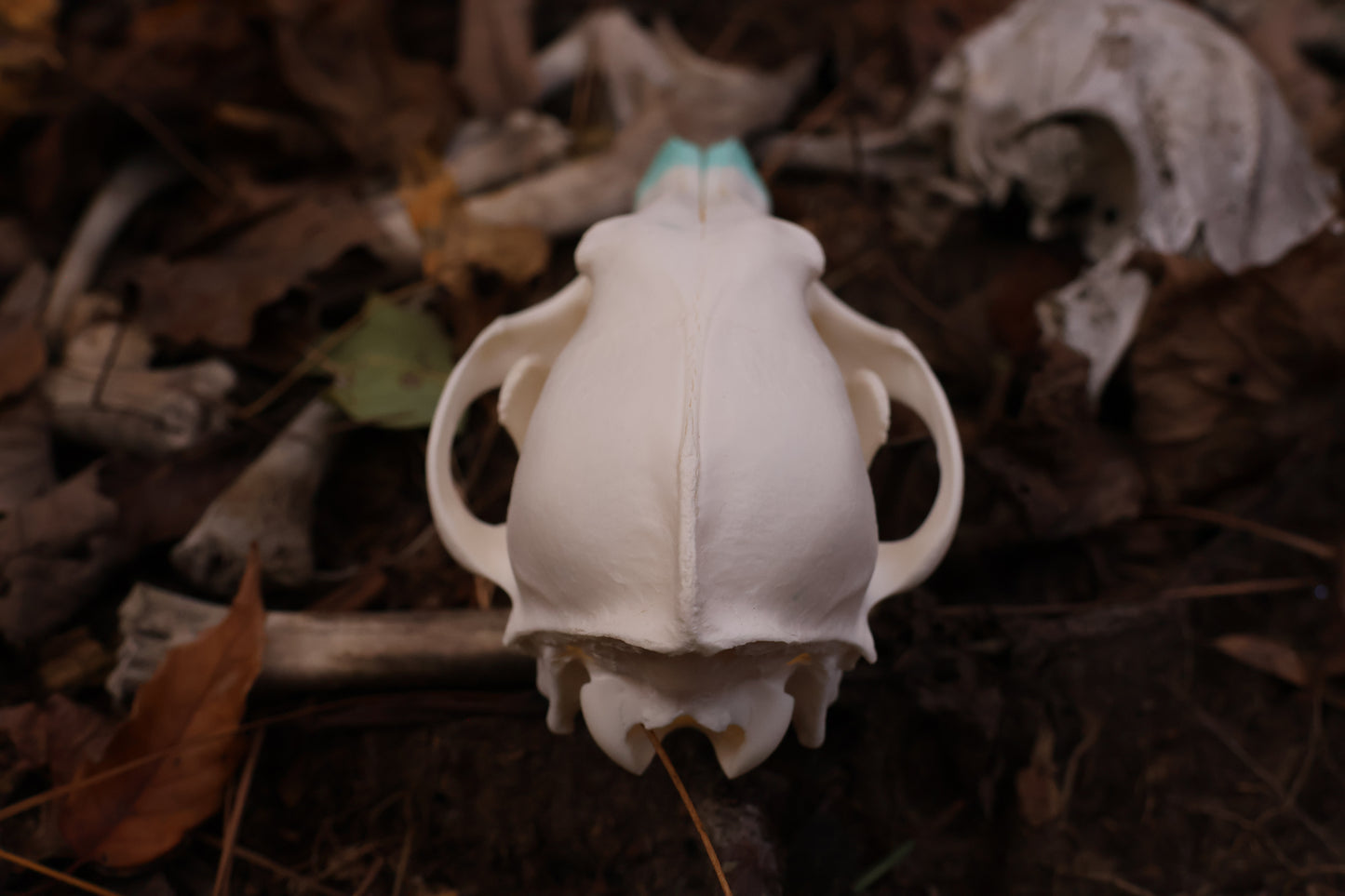 Blue Copper Coyote Skull