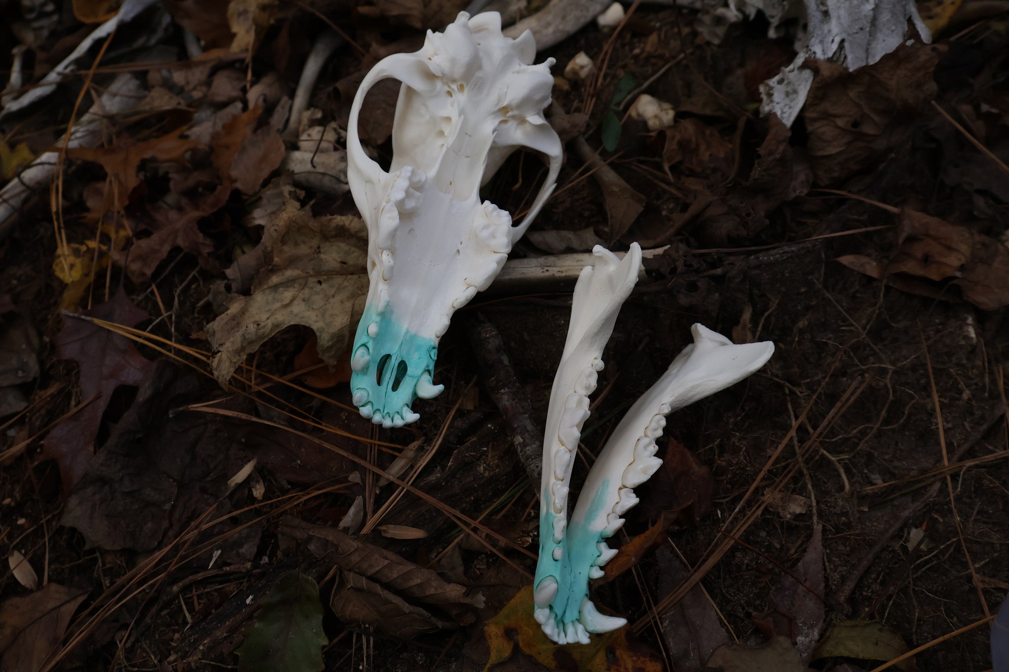 Blue Copper Coyote Skull