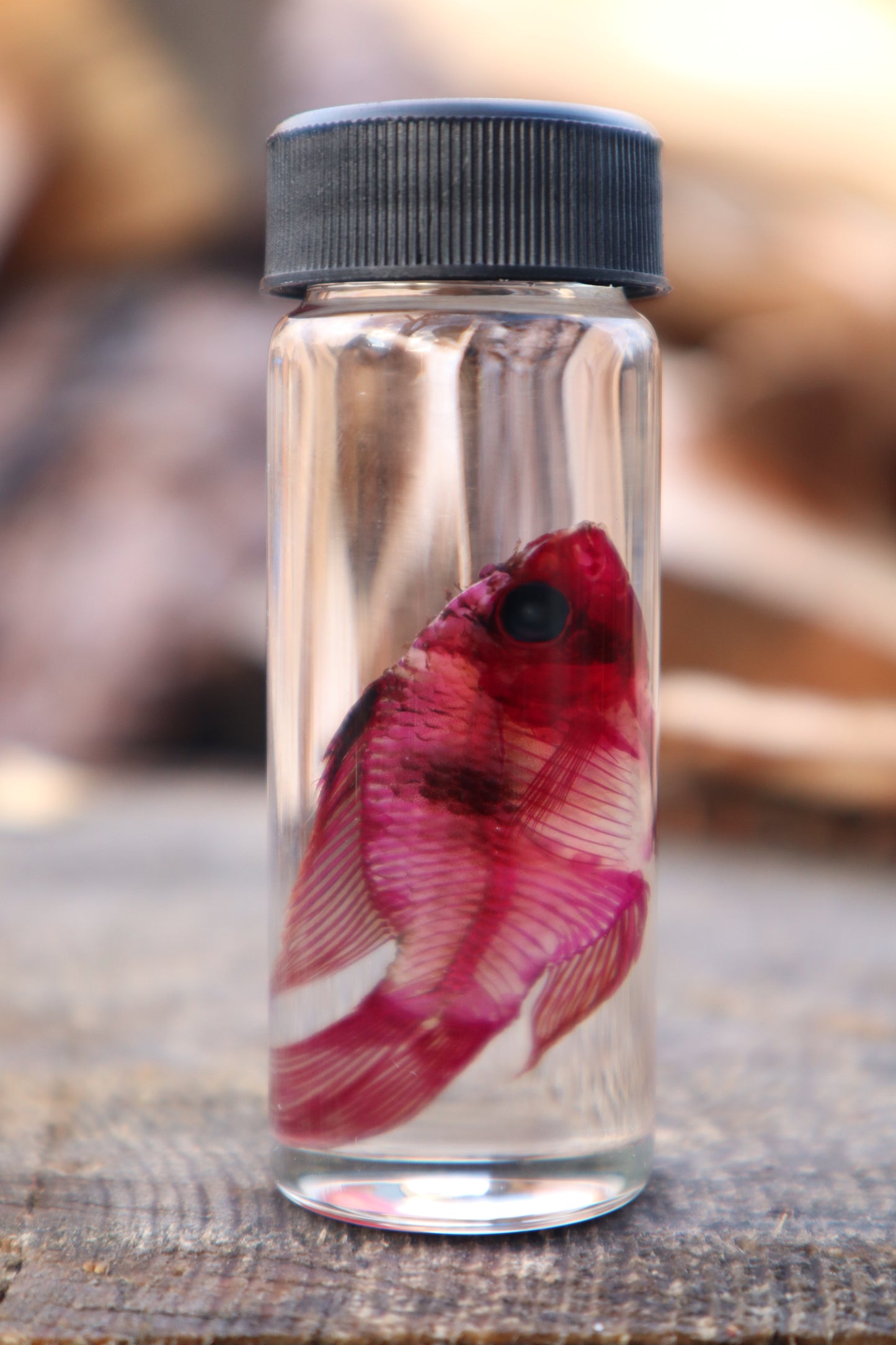 Diaphonized Male Balloon Ram Fish