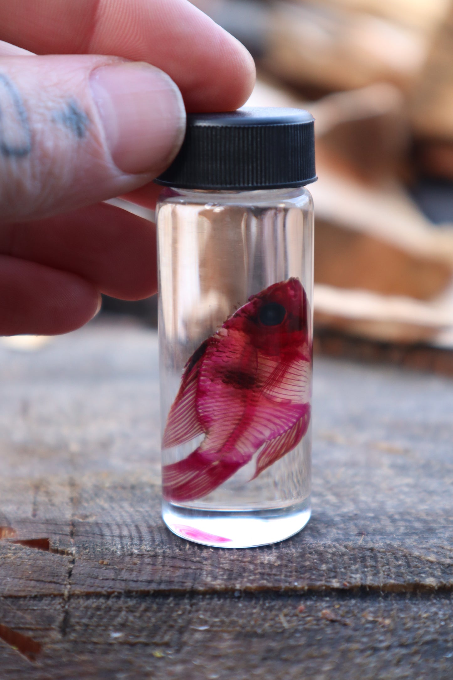 Diaphonized Male Balloon Ram Fish